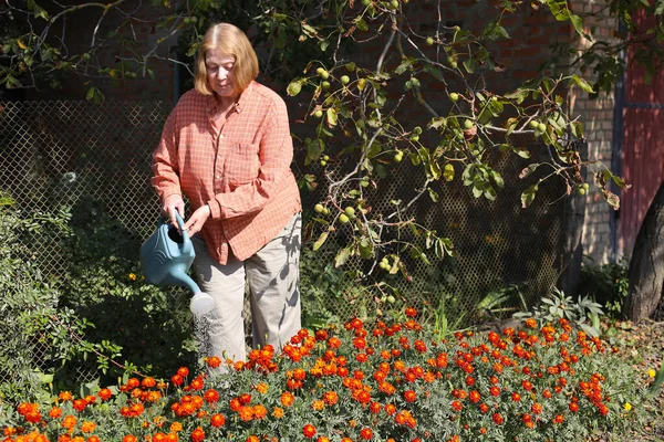Güzel yaşlı bayan bahçede güllerini kesiyor, hasat yapıyor. Gülümseyen yaşlı kadın bahçıvan karışık bir sınırda çiçek ve bitkilerle ilgileniyor. Emeklilik hobisi. Rötuş yok.