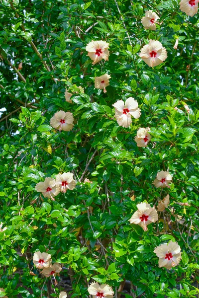 Множество Белых Розовых Роз Дереве — стоковое фото