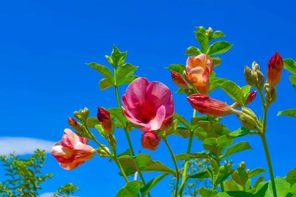 Alamanda Kwiatów Drzewie Błękitnym Niebie Tło — Zdjęcie stockowe