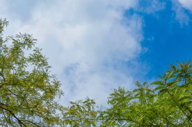 Yeşil Ağaçların Arasında Açık Mavi Gökyüzü Bir Ormanda Yapraklanıyor.