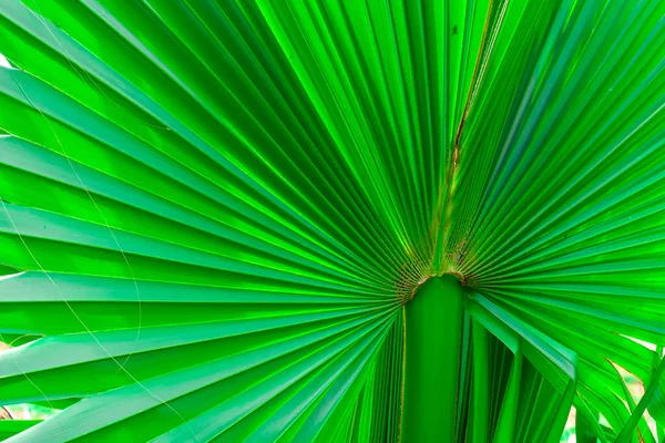 Raw Green Palm Laisse Beau Fond Image — Photo