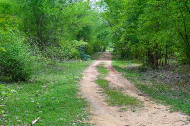 Yeşil Ağaçlar 01. Orman Yolu Farklı Görünüyor.