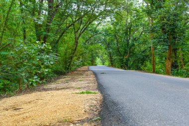 Yeşil Doğa Görünümü Arasındaki Güzel Yol Harika Görünüm 02.
