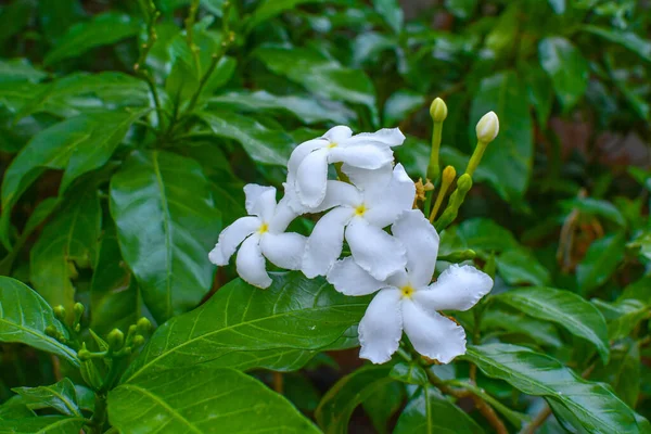 Biały Kwiat Tecoma Zielonymi Liśćmi Tła Ogrodzie — Zdjęcie stockowe