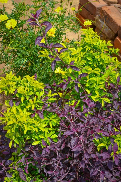 Beautiful Violets Leaves Yellow Leaves Tree Garden — Stock Photo, Image