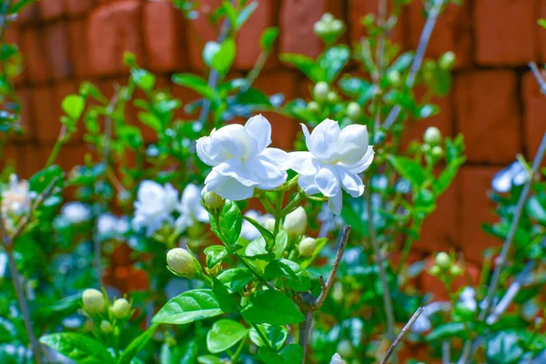 Białe Kwiaty Tulipan Bud Zielone Liście Tle Rozmycia — Zdjęcie stockowe