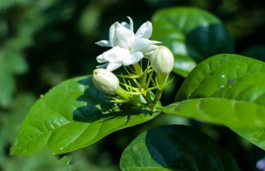 Yeşil Yapraklı Beyaz Lale Çiçekleri & Bud.
