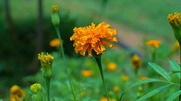 Yellow Fresh Marigold Flower Garden — Stock Photo, Image