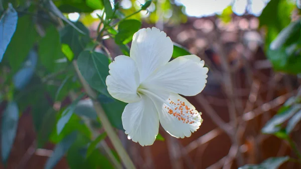 Białe Chiny Rose Kwiat Zielonymi Liśćmi Gałęzie Ogrodzie — Zdjęcie stockowe