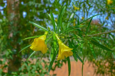 Ağaçta yeşil yaprakları ve dalları olan sarı zakkum çiçeği. 02