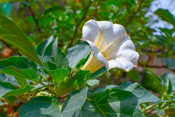 Weiße Stramoniblüte Mit Grünen Blättern Und Zweigen — Stockfoto