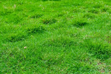 Güzel Yeşil Çimen Alanı Arkaplan Resmi. 