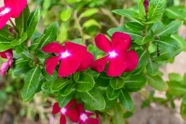 环状花冠一种环状植物的羽状叶子的花环 — 图库照片