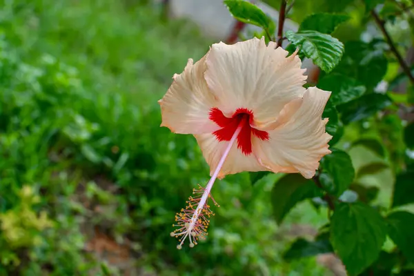 Wite Chaina Rose Mandar Kwiat Zielonymi Liśćmi Gałęziami Ogrodzie — Zdjęcie stockowe
