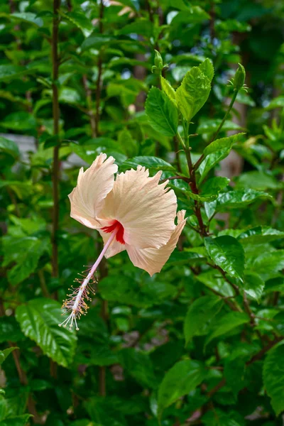 Wite Chaina Rose Mandar Kwiat Zielonymi Liśćmi Gałęzie Ogrodzie — Zdjęcie stockowe