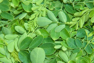 Yeşil Çubuklar Makro Arkaplan Resmini Bırakıyor.