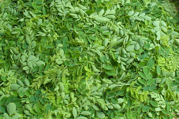 Fresh Green Drumsticks Leaves Background Image — Stock Photo, Image