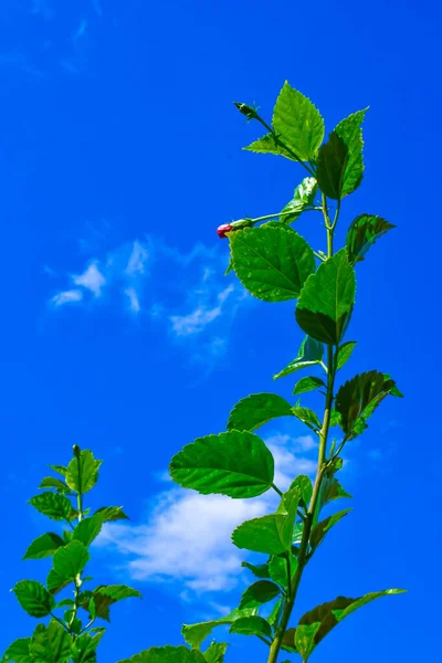Bud In The Chaina Rose Tree On Blue Sky Background.