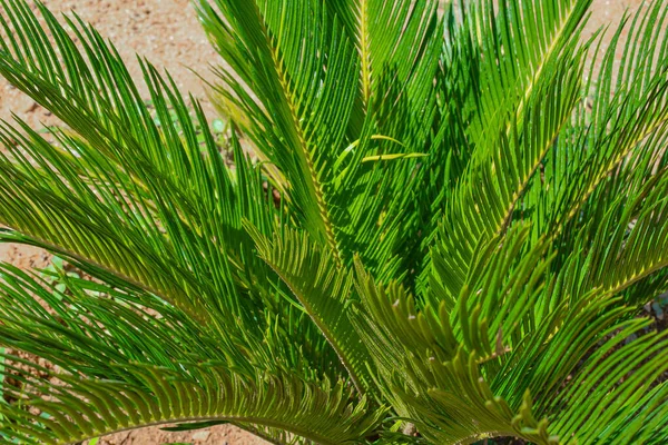 Hermosa Verde Hojas Largas Planta Jardín Luz Del Sol —  Fotos de Stock