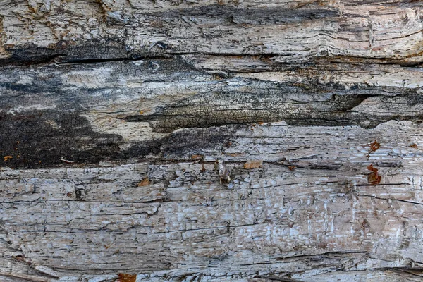 Diseño Madera Imagen Fondo Árbol Selva —  Fotos de Stock