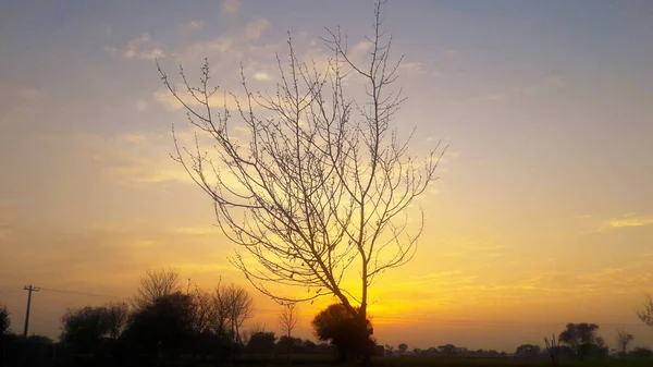 Träd Vid Solnedgången Vacker Kvällsutsikt Fält — Stockfoto