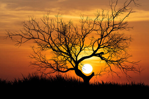 Silhouette tree at sunset. Lonely tree in sunset. Beautiful colorful sunset