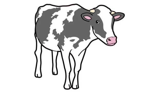 Standing Black White Cow Viewed Front — Stock Vector