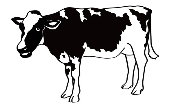 新年カードの牛のイラスト — ストックベクタ