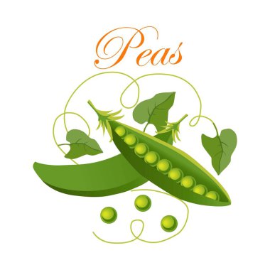 Yeşil bezelyeler kabuklarda. Beyaz arka planda bezelyeler. Vektör illüstrasyonu.