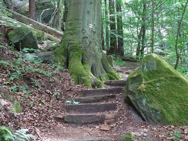 Sentier Avec Nombreuses Marches Dans Suisse Saxonne — Photo