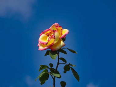 Mavi gökyüzüne karşı tek bir çiçek..