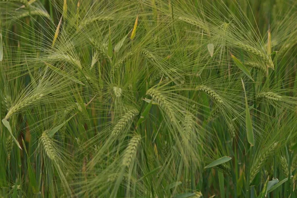 Młode Zielone Ziarna Żyta Polu Naturalna Kukurydza Rosnąca — Zdjęcie stockowe