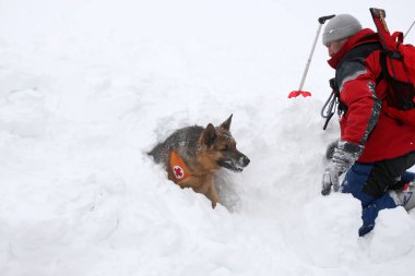 Sofya, Bulgaristan - 18 Ocak 2016: Bulgar Kızılhaç 'taki Dağ Kurtarma Servisi' nden kurtarıcı ve köpeği, halkı bir çığ altında kurtarma amaçlı bir eğitime katılıyor.