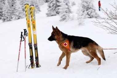 Sofya, Bulgaristan - 18 Ocak 2016: Bulgar Kızılhaç 'taki Dağ Kurtarma Servisi' nden kurtarıcı ve köpeği, halkı bir çığ altında kurtarma amaçlı bir eğitime katılıyor.