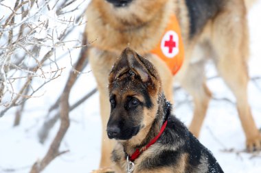 Sofya, Bulgaristan - 18 Ocak 2016: Bulgar Kızılhaç 'taki Dağ Kurtarma Servisi' nden kurtarıcı ve köpeği, halkı bir çığ altında kurtarma amaçlı bir eğitime katılıyor.