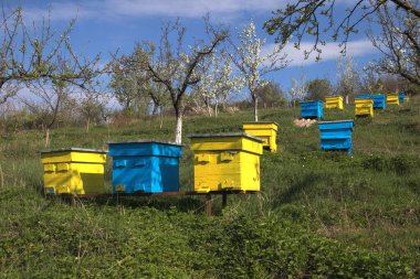 Bahar bahçesinde renkli arı kovanları olan bir bahçe.