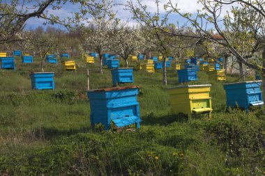 Bahar bahçesinde renkli arı kovanları olan bir bahçe.