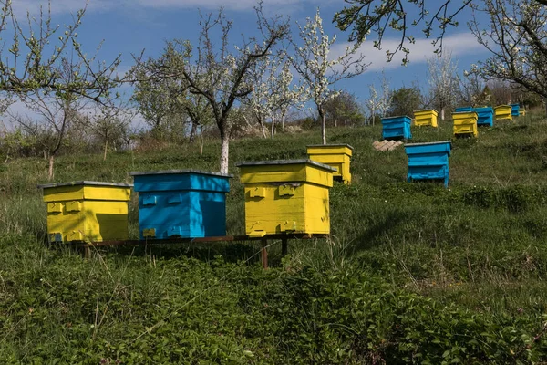 Bahar bahçesinde renkli arı kovanları olan bir bahçe.
