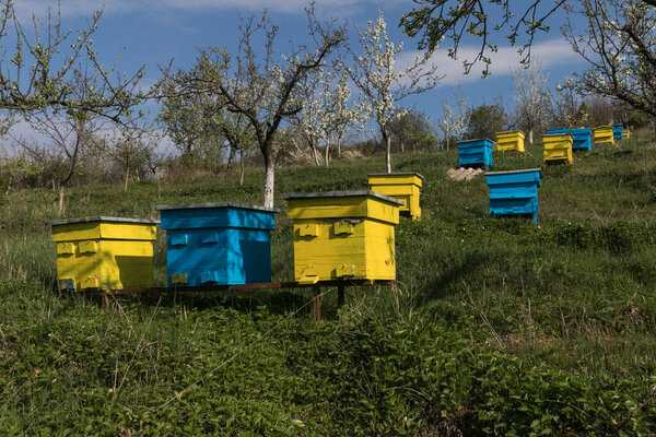 Garden with colorful beehives in spring orchard