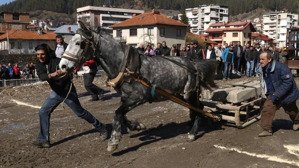 Tschepelare Bulgarien März 2017 Ein Bulgarischer Mann Hilft Seinem Pferd — Stockfoto