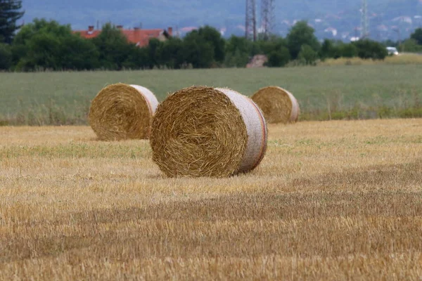 Campo Palha Colhido Com Fardos Feno Seco Redondo Frente Faixa — Fotografia de Stock