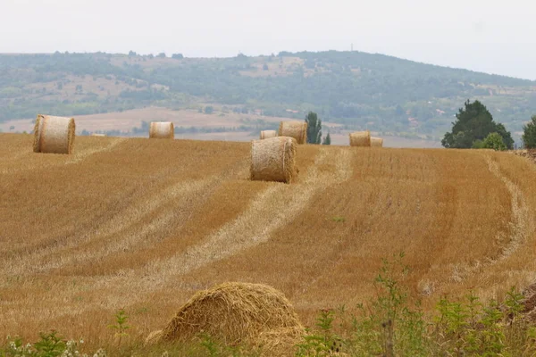 Getreidefeld Mit Runden Trockenen Heuballen Vor Dem Gebirge Geschnittene Und — Stockfoto