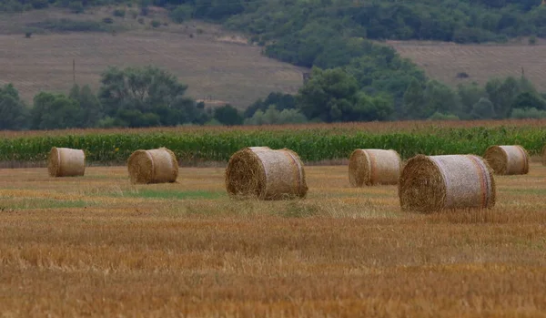 Getreidefeld Mit Runden Trockenen Heuballen Vor Dem Gebirge Geschnittene Und — Stockfoto