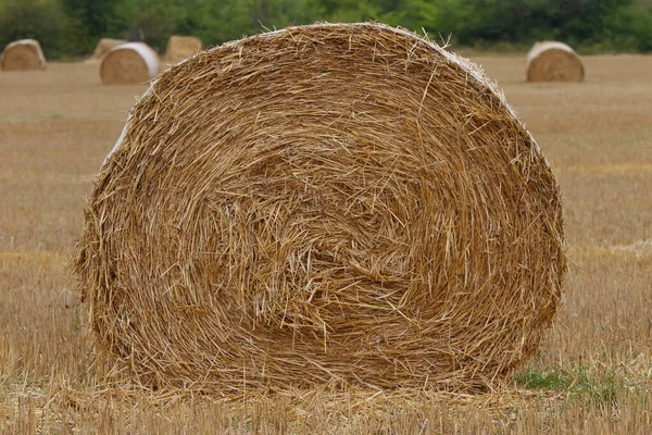 Getreidefeld Mit Runden Trockenen Heuballen Vor Dem Gebirge Geschnittene Und — Stockfoto