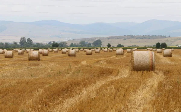 收割的稻草场 山前有圆形干草包 收割和滚动的稻草包放在田里 — 图库照片