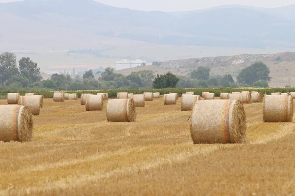 收割的稻草场 山前有圆形干草包 收割和滚动的稻草包放在田里 — 图库照片