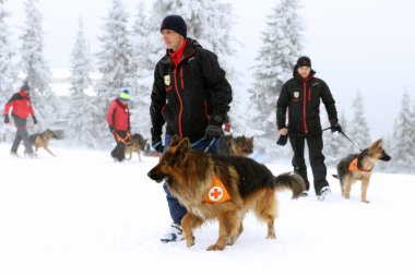 Sofya, Bulgaristan - 18 Ocak 2016: Bulgar Kızılhaç 'taki Dağ Kurtarma Servisi' nden kurtarıcı ve köpeği, halkı bir çığ altında kurtarma amaçlı bir eğitime katılıyor.