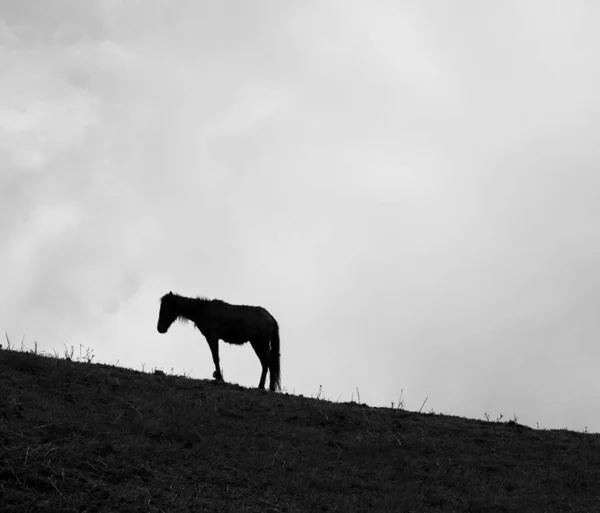 Silueta Koně Vrcholku Hory — Stock fotografie