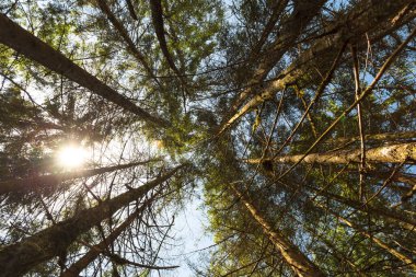 Güzel Langbath Gölü 'nün çevresi, Yukarı Avusturya' da turistik bir yer..