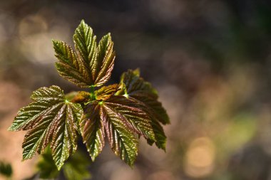 Genç akçaağaç yapraklarından bir filiz.